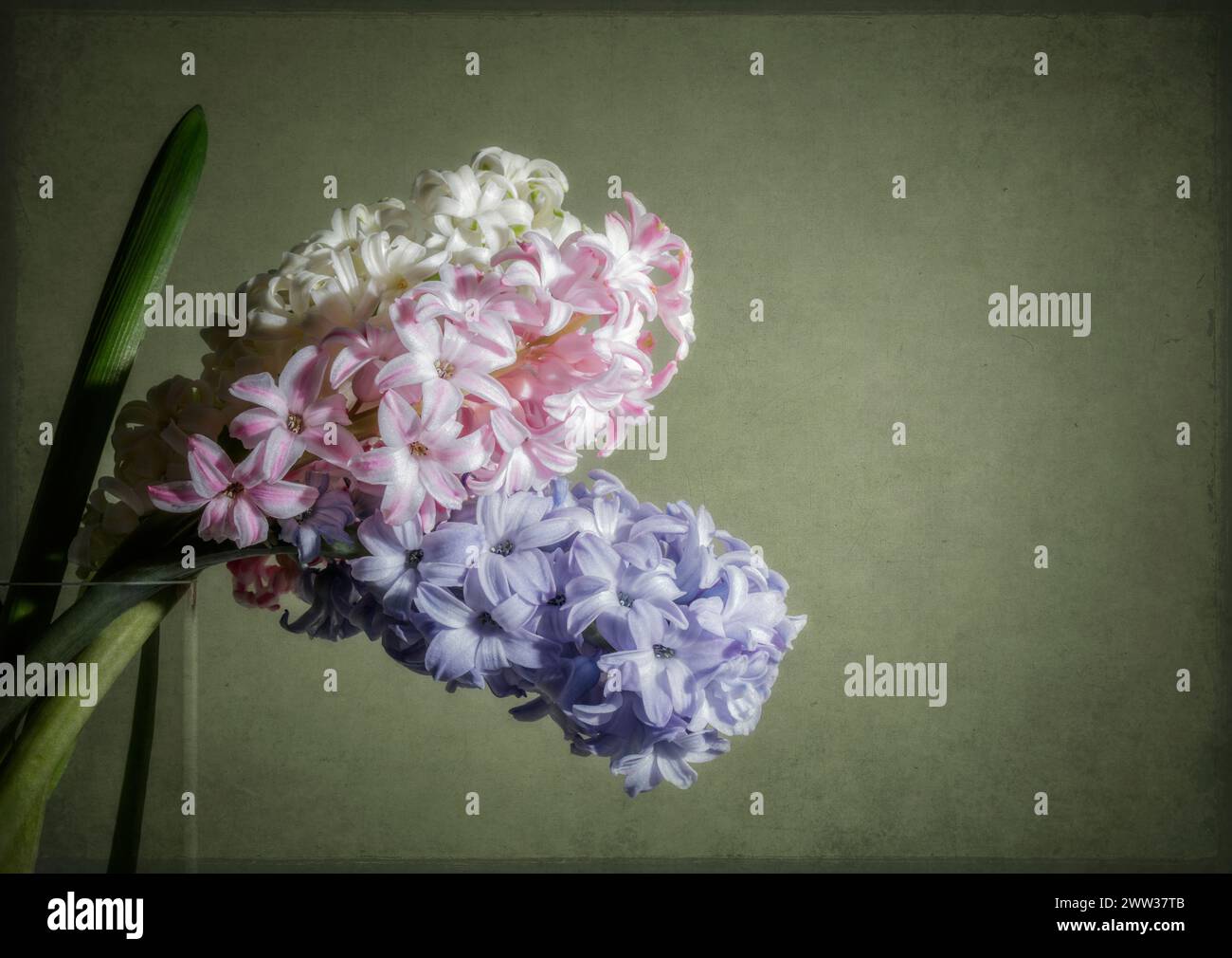 Three Hyacinths in vase with texture overlay Stock Photo