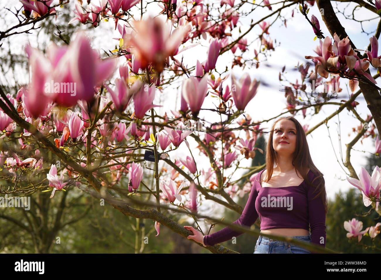 Lucy Holmes poses with a magnolia tree during a photo call for the Sounds of Blossom festival, at the Royal Botanic Gardens in Kew, London. The festival runs from Saturday to Sunday April 14. Picture date: Thursday March 21, 2024. Stock Photo