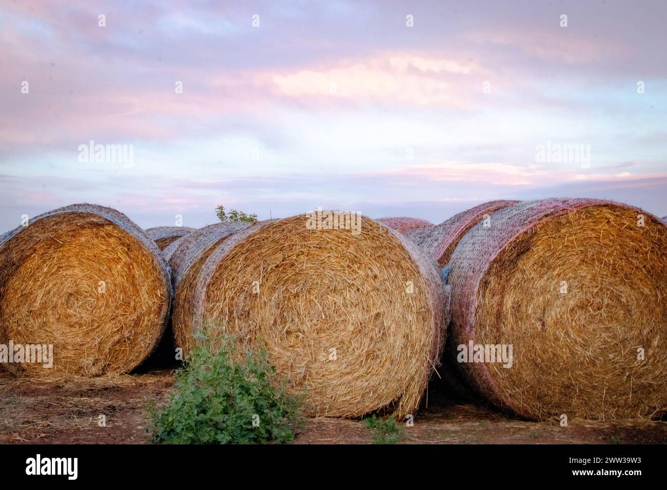 Rustic hay bales from a countryside harvest Stock Photo - Alamy