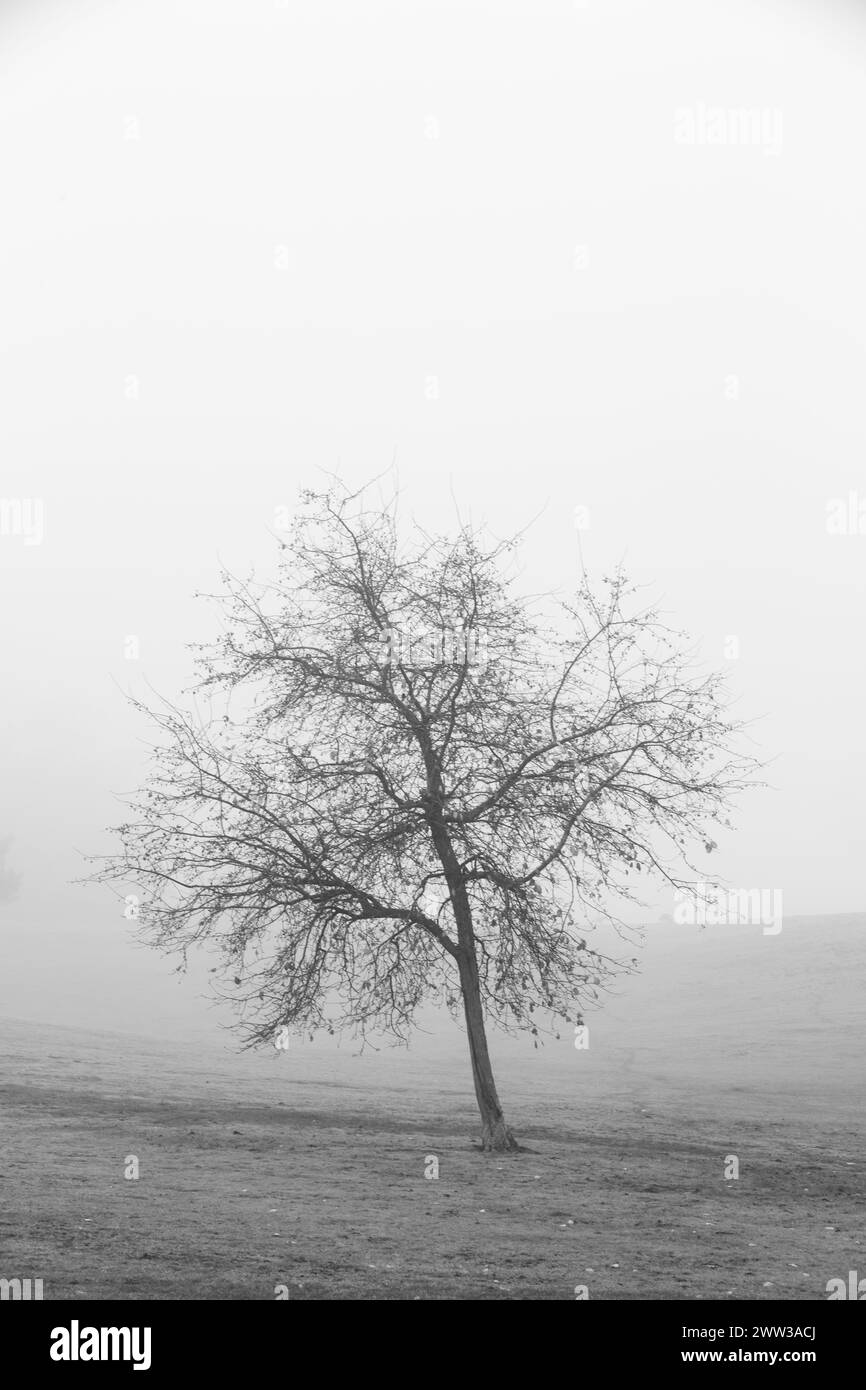A grayscale of a tree in in a foggy landscape Stock Photo - Alamy