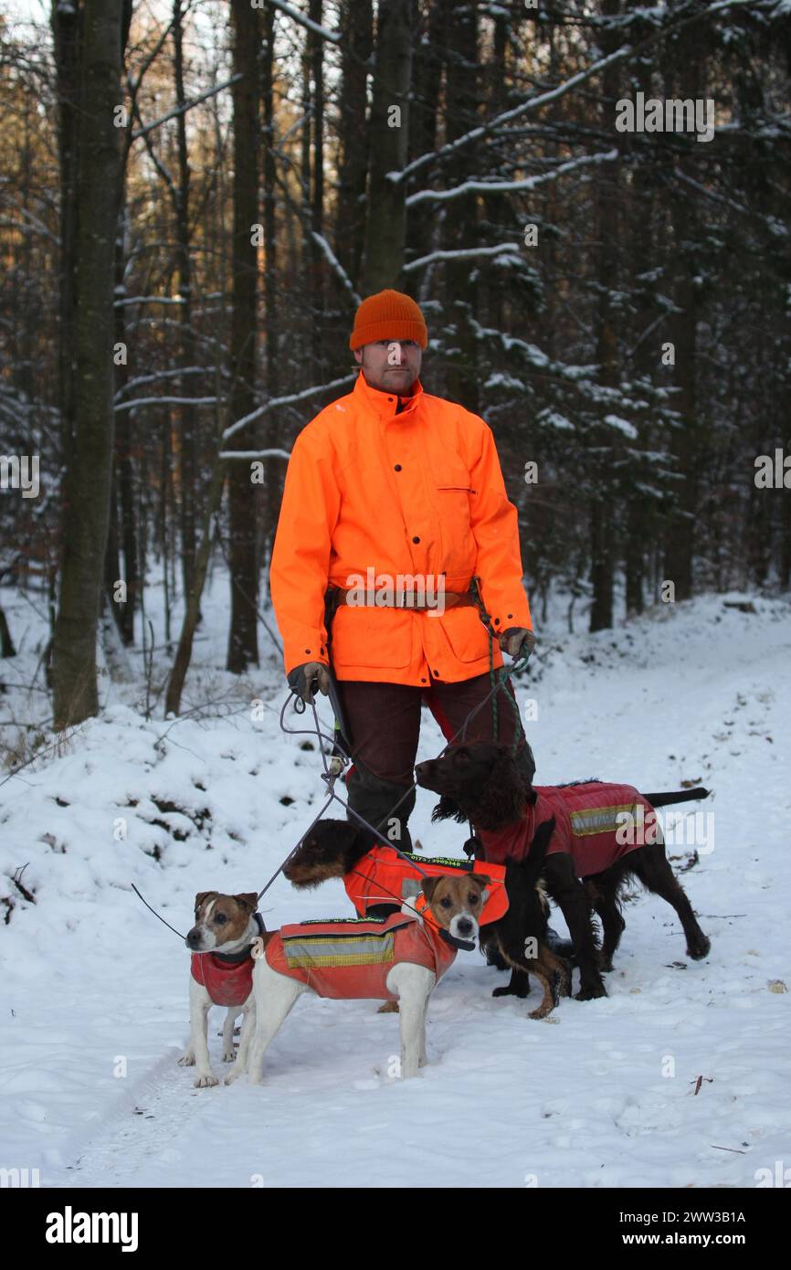 Wild boar (Sus scrofa) dog handler with hunting dogs quail, hunting terrier and Jack Russell terrier in the snow, all in safety clothing, Allgaeu Stock Photo