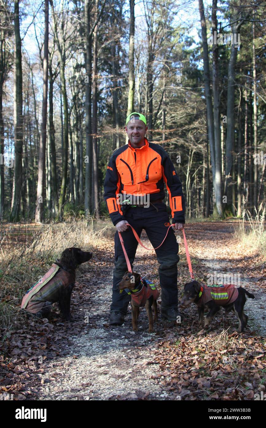 Wild boar (Sus scrofa) dog handler with hunting dogs quail and hunting terrier, all in safety clothing, Allgaeu, Bavaria, Germany Stock Photo