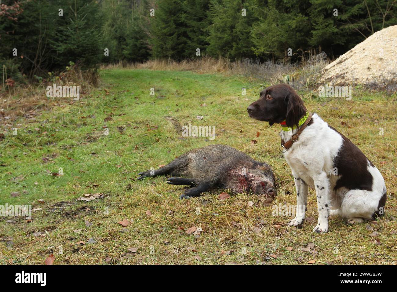 Wild boar hunt, hunted sow (Sus scrofa) and hunting dog Kleiner Muensterlaender, Allgaeu, Bavaria, Germany Stock Photo