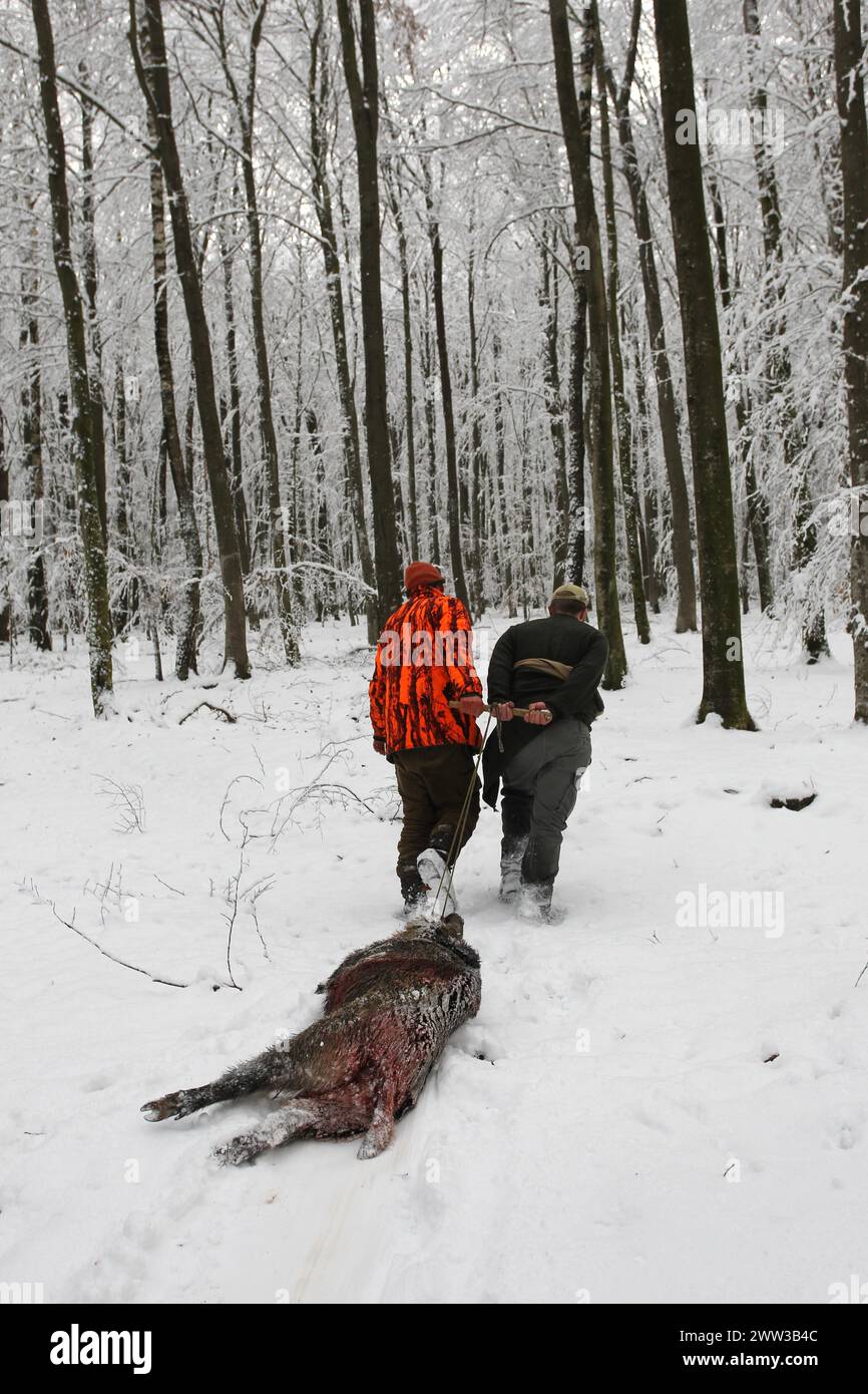 Wild boar hunt, hunting helpers drag a shot wild boar (Sus scrofa) through the snow to the assembly point, Allgaeu, Bavaria, Germany Stock Photo