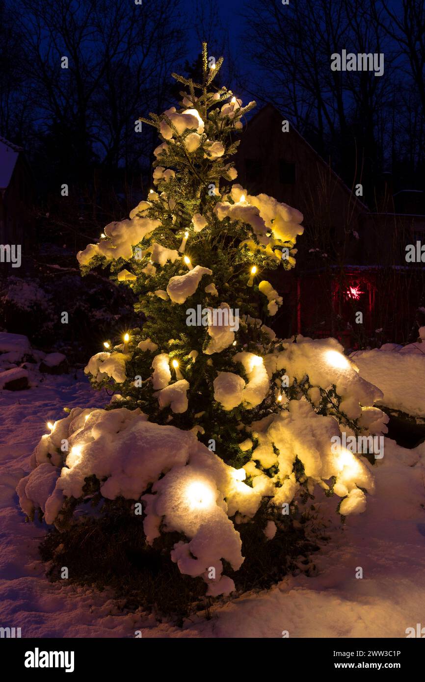 verschneiter und beleuchteter Weihnachtsbaum im Dunkeln, Scharfenberg, Klipphausen, Sachsen, Deutschland *** Snow-covered and illuminated Christmas tr Stock Photo