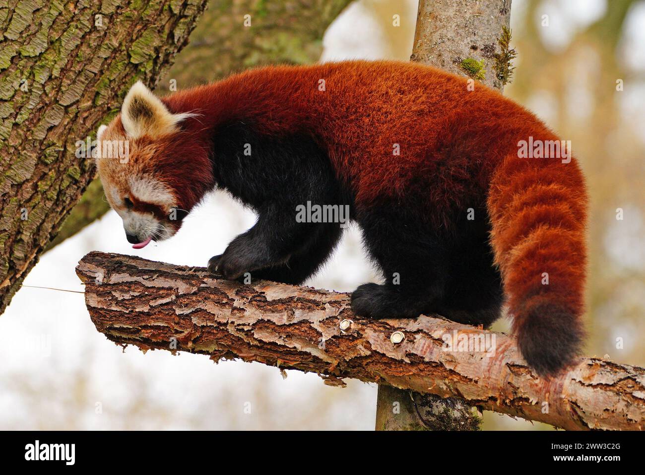 Red panda Nilo explores his surroundings in the new red panda habitat ...