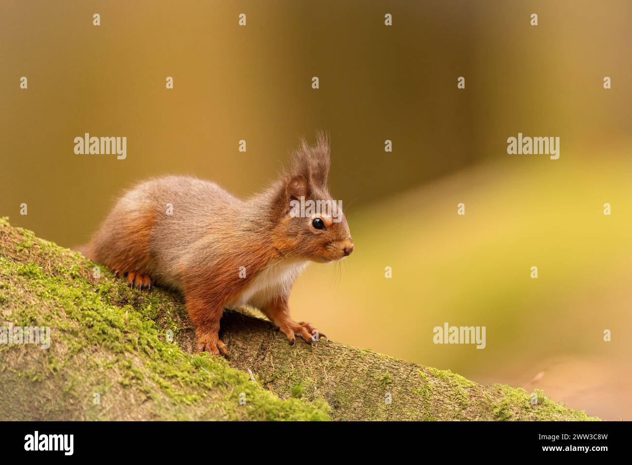 A squirrel perches on a moss-covered rock Stock Photo