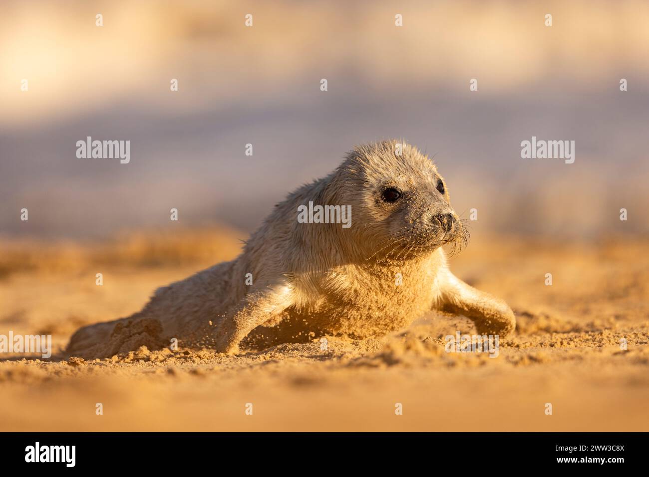 A baby seal lounges on sandy beach Stock Photo - Alamy