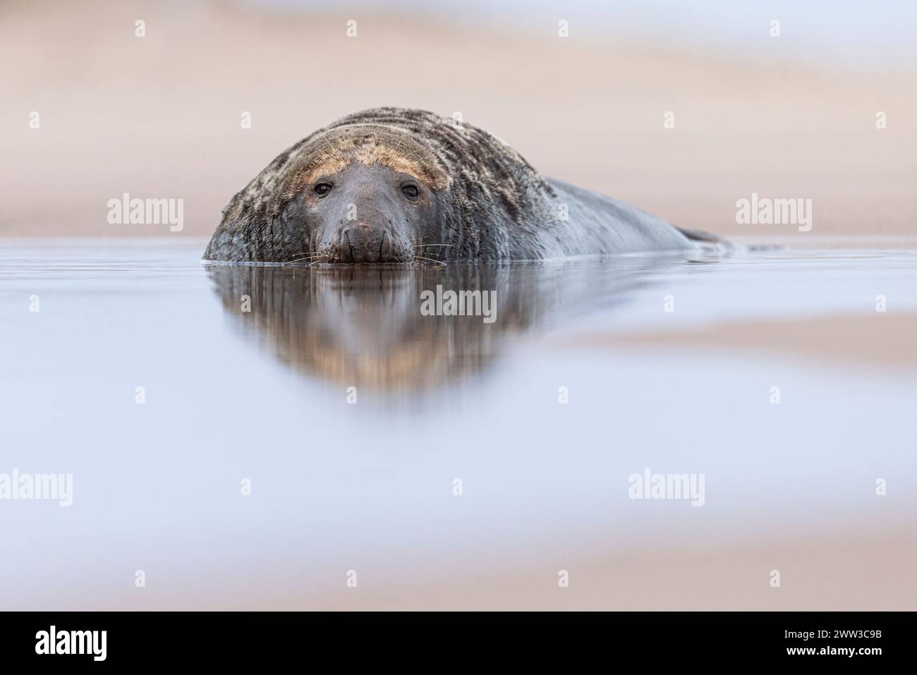 A seal resting on its side in the water close to a sandy shore Stock ...