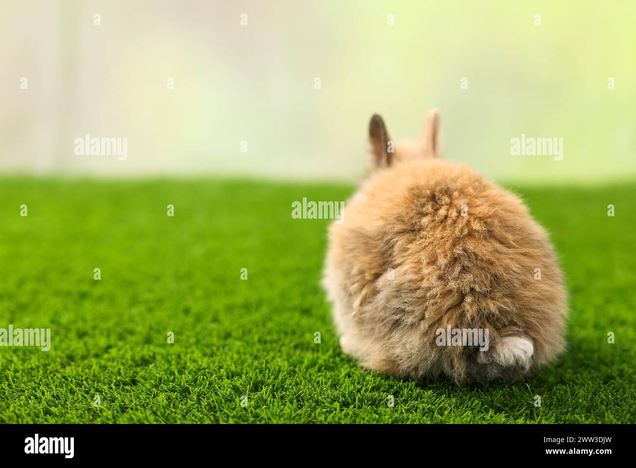 Bunny back view hi-res stock photography and images - Alamy