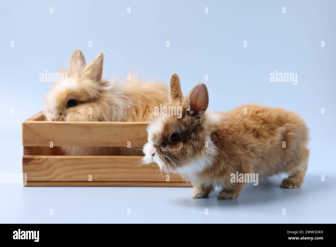 Cute little rabbits on light blue background Stock Photo - Alamy
