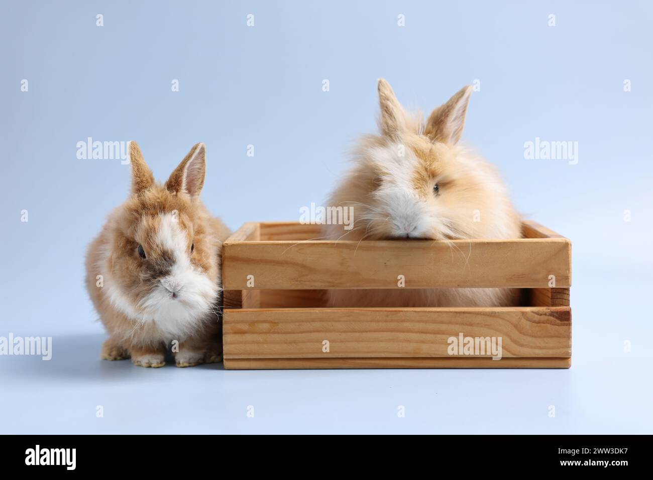 Cute little rabbits on light blue background Stock Photo - Alamy