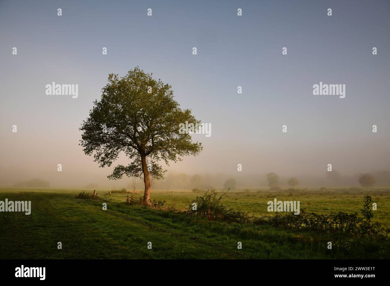 Das sanfte Licht Frieslands- der einzelne Baum Stock Photo