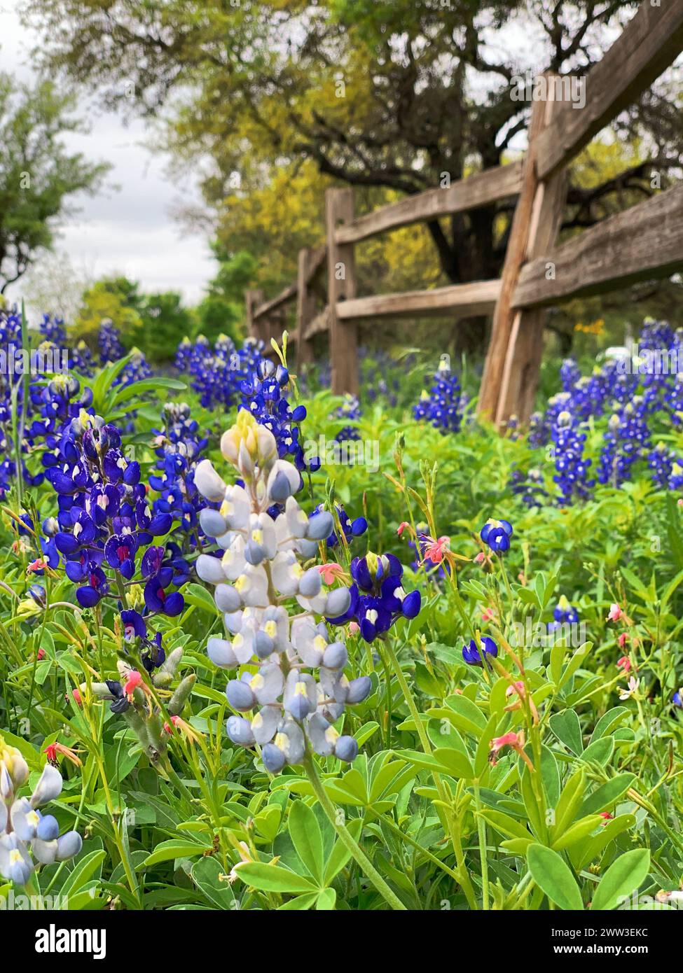 Field of bluebonnets next to a wooden fence at Zilker Park in Austin, Texas Stock Photo
