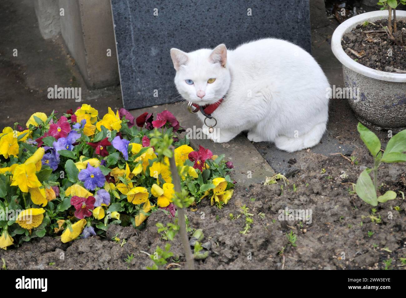 Cat, blue eye, yellow eye, china Stock Photo