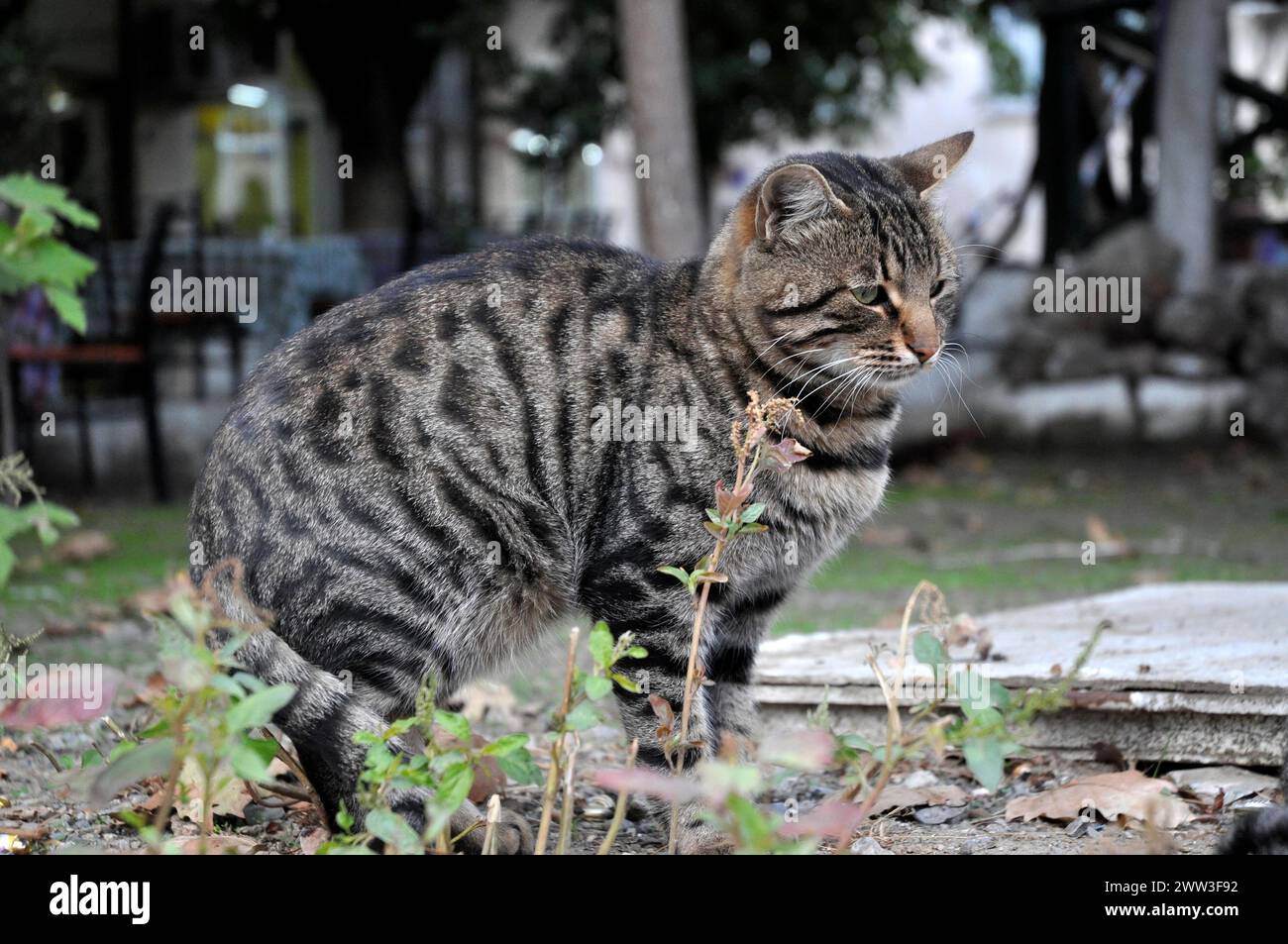 Tabby cats, felis cato, turkey, turkey Stock Photo