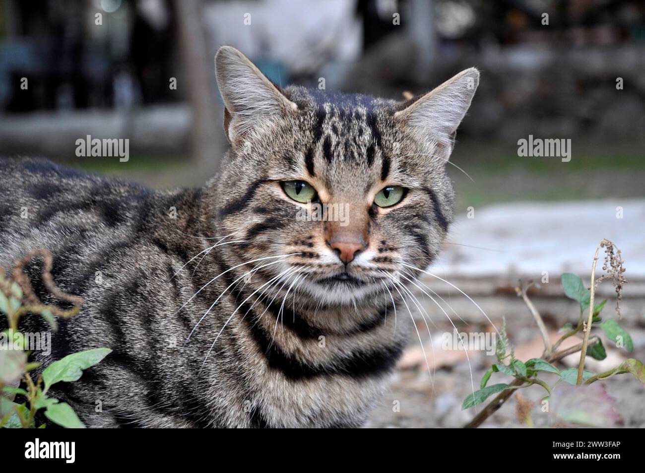 Tabby cats, felis cato, turkey, turkey Stock Photo