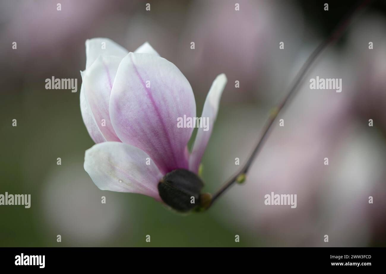 Magnolia blossom, flower, chinese magnolia (Magnolia x soulangeana) Amabilis cultivar, Baden-Wuerttemberg, Germany Stock Photo