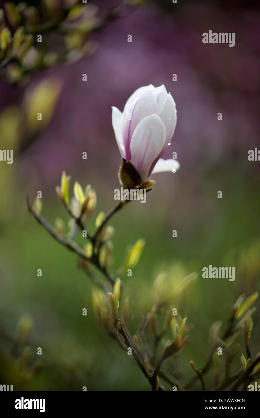 Magnolia blossom, flower, chinese magnolia (Magnolia x soulangeana) Amabilis cultivar, Baden-Wuerttemberg, Germany Stock Photo