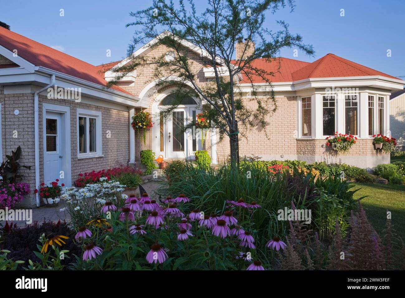 Tan brick with white trim home and landscaped front yard with raised border with red Pelargonium, Geranium flowers, Echinacea purpurea, Coneflowers Stock Photo