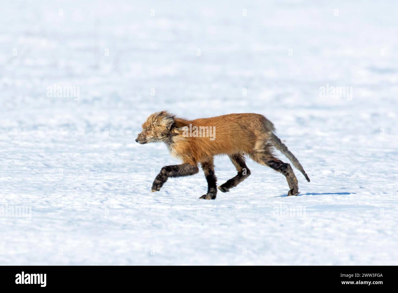 Red fox. Vulpes vulpes. Red fox affected with sarcoptic mange, a desease caused by the Sarcoptes scabiei mite. Province of Quebec. Canada Stock Photo
