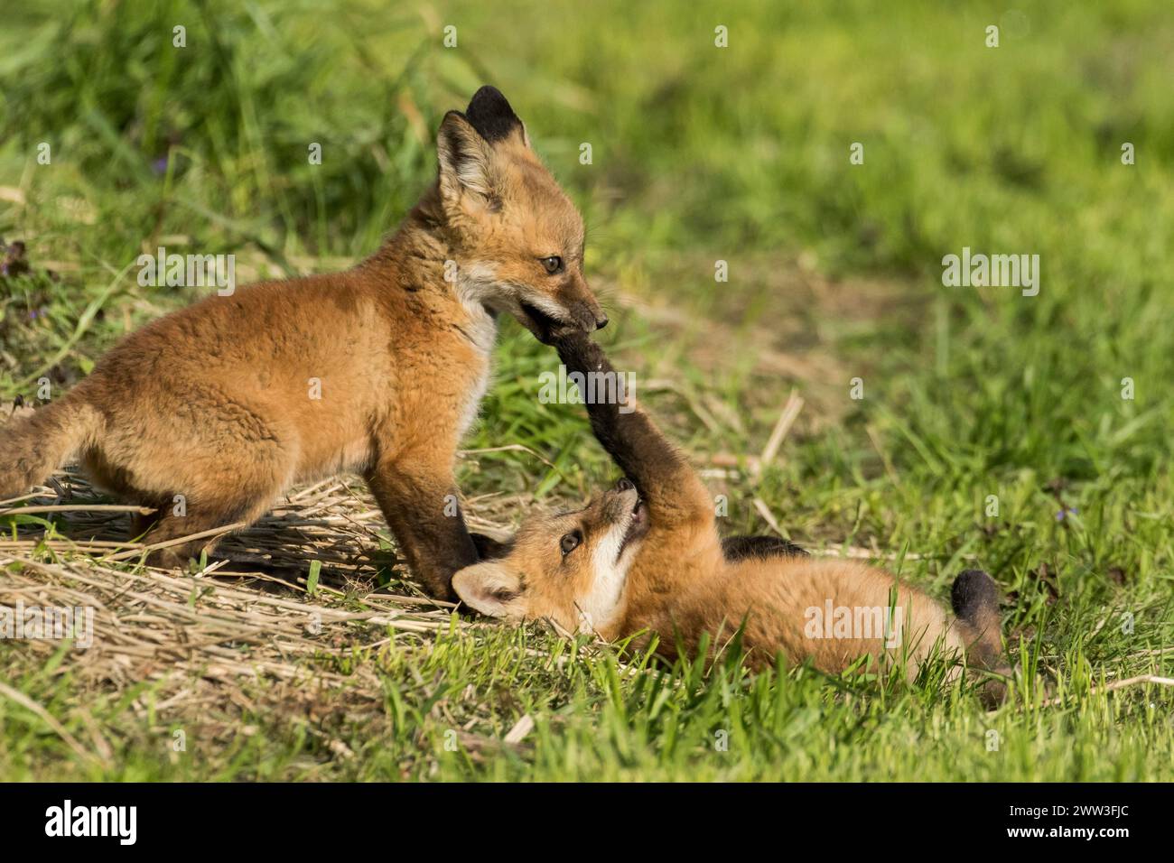 Red fox. Vulpes vulpes. Red fox cubs playing together in a meadow. Province of Quebec. Canada Stock Photo
