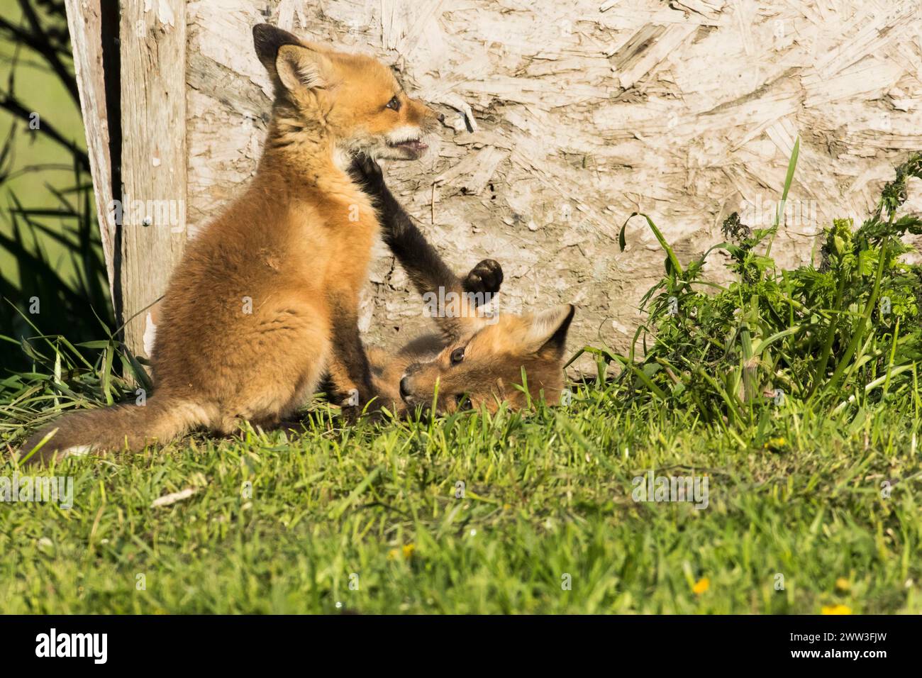Red fox. Vulpes vulpes. Red fox cubs playing together in a meadow. Province of Quebec. Canada Stock Photo
