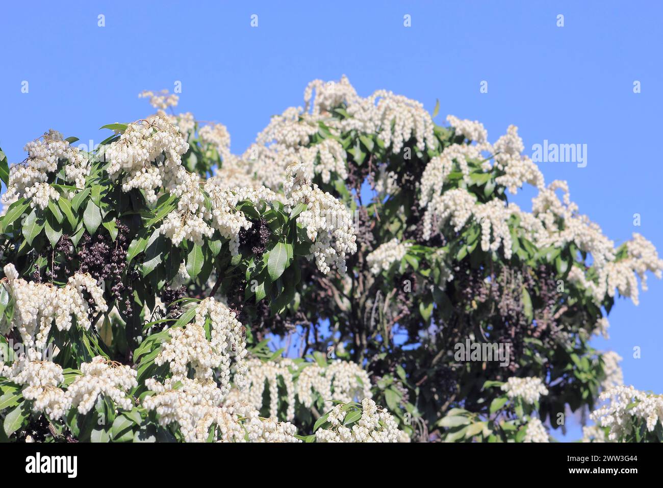 Flowering japanese andromeda (Pieris japonica), North Rhine-Westphalia ...