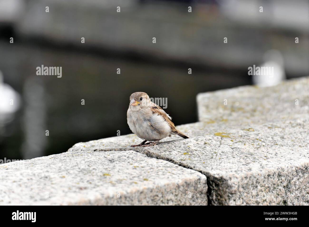 A little sparrow sits on a stone railing, Hamburg, Hanseatic City of Hamburg, Germany Stock Photo
