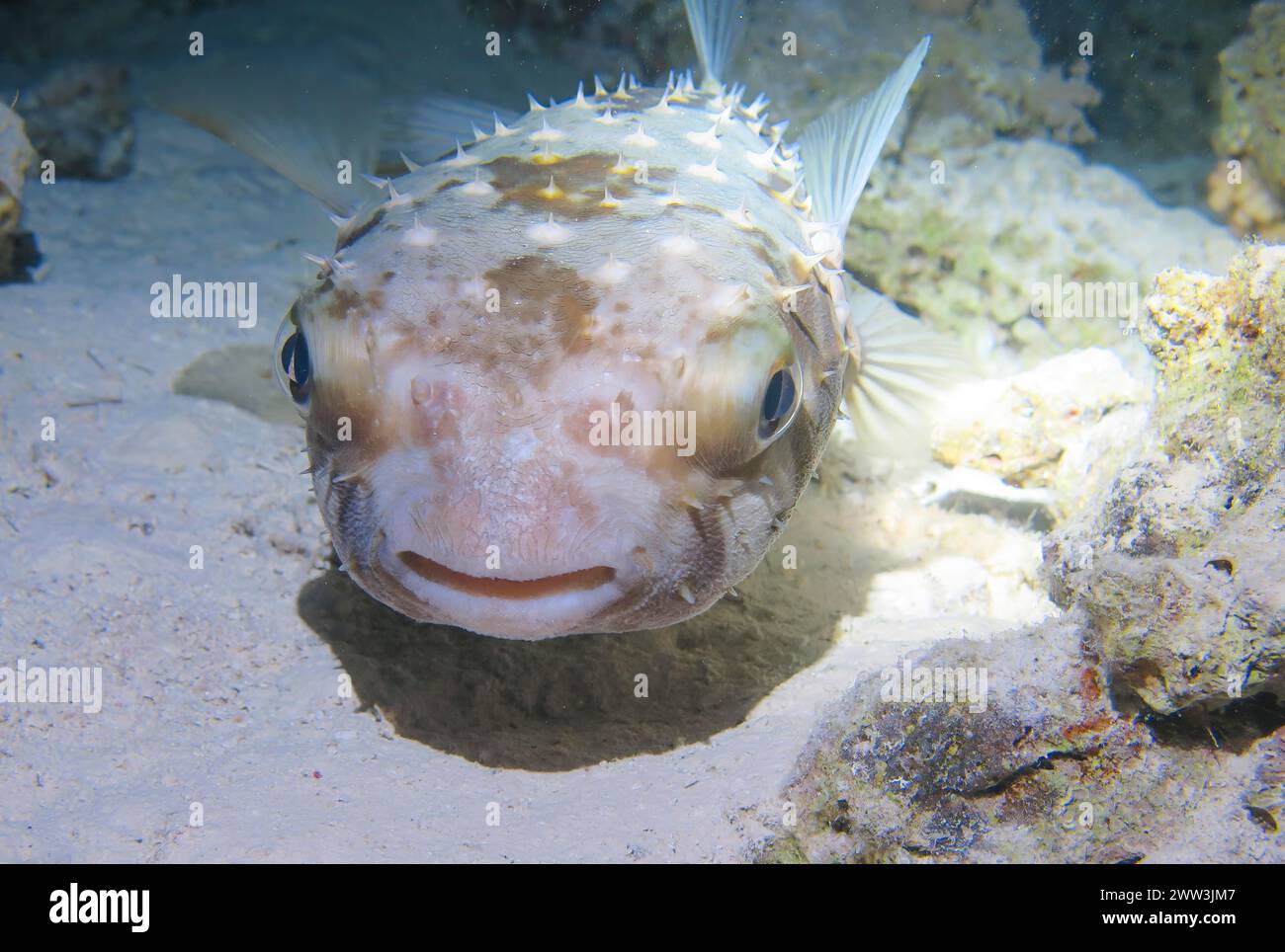 Spotbase burrfish (Cyclichthys spilostylus), dive site Shaab El Erg Dolphin House, Red Sea, Egypt Stock Photo