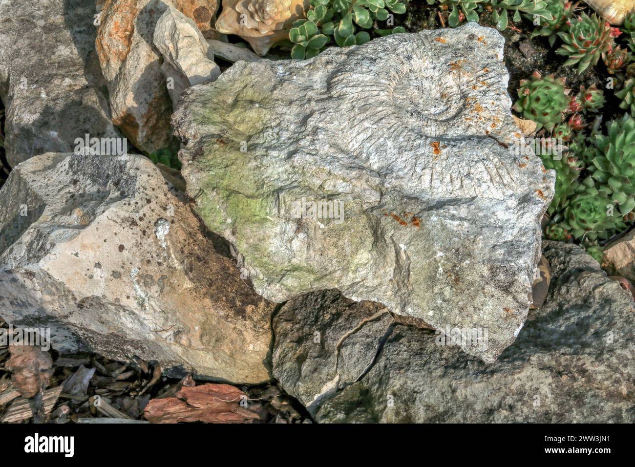 Ammonites and fossils of prehistoric animals imprinted in stone in the garden Stock Photo
