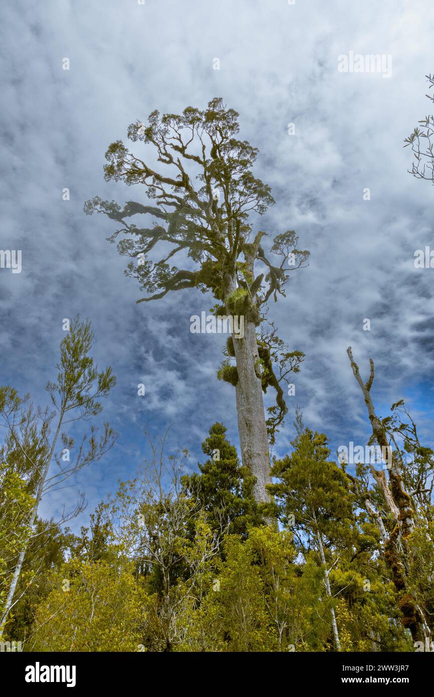 A kahikatea, one of the relatively few still standing, is New Zealand’s tallest indigenous tree. Once abundant across the country, the trees were fell Stock Photo