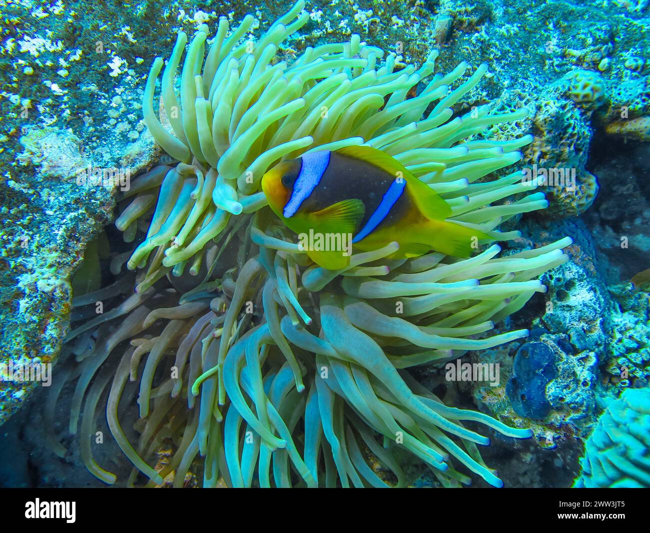 Red Sea anemonefish (Amphiprion nigripes), anemone, dive site Reef ...