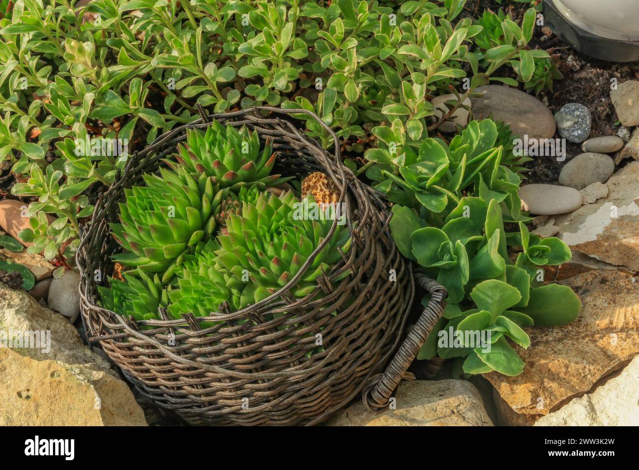 Ammonites and fossils of prehistoric animals imprinted in stone in the garden Stock Photo