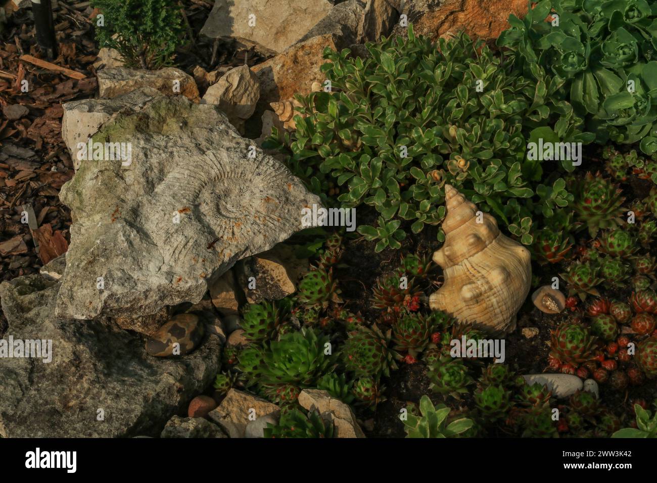 Ammonites and fossils of prehistoric animals imprinted in stone in the garden Stock Photo