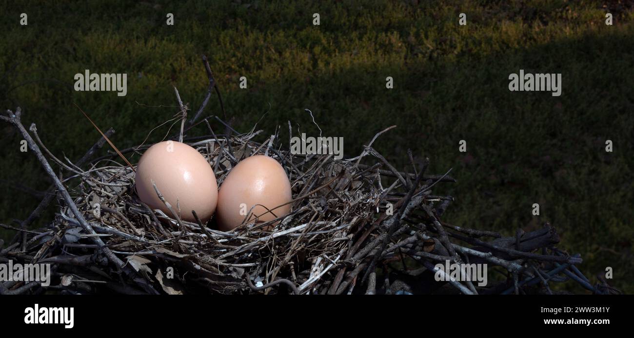 Sunrise just starting with a pair of chicken eggs in a nest Stock Photo ...