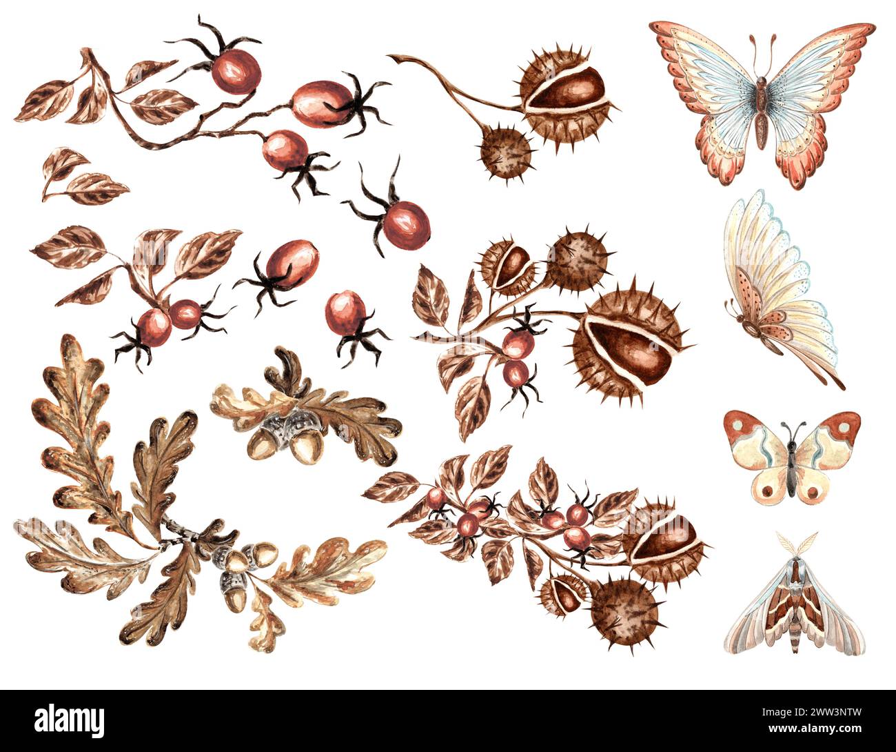 Set with butterflies and moths, oak leaves with acorn, chestnuts and rosehip. Watercolor hand drawn illustration of plant and insect. Autumn clipart. Stock Photo