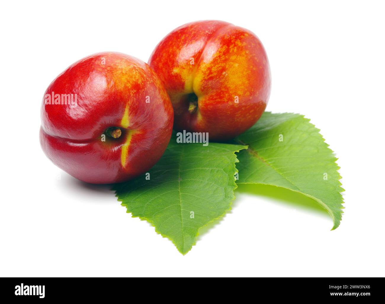 Nectarines on white background Stock Photo