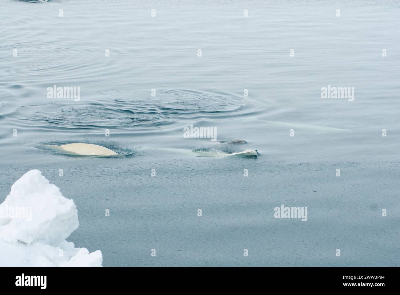 beluga whale, Delphinapterus leucas, adult in an open lead amidst the ...