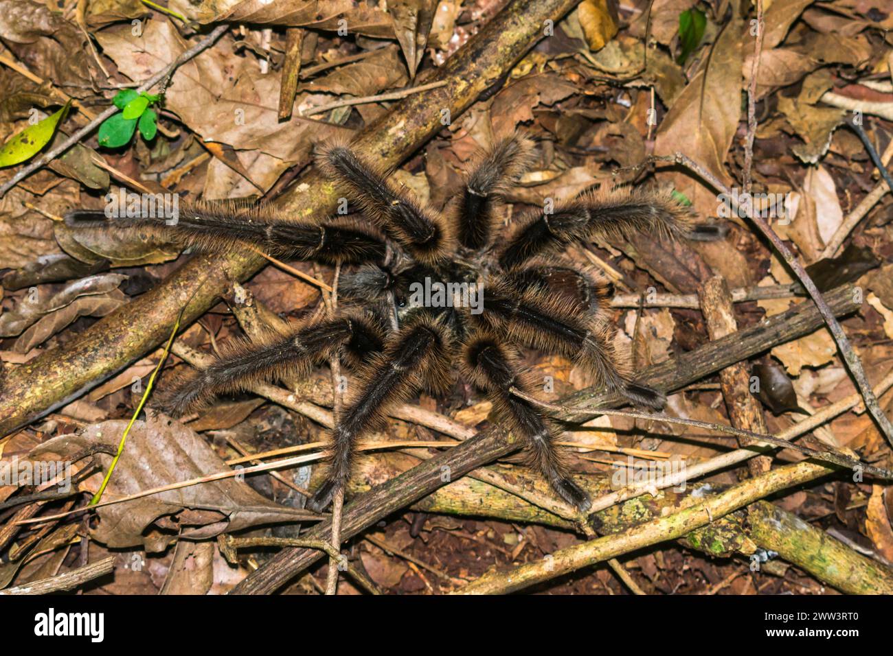 Wild native tarantula Grammostola sp. in the forest - Sao Francisco de Paula, South of Brazil Stock Photo