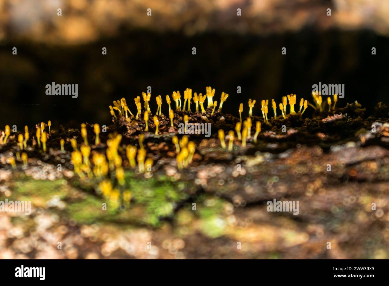 Arcyria sp. slime mold (myxomycete) in Sao Francisco de Paula, South of Brazil Stock Photo