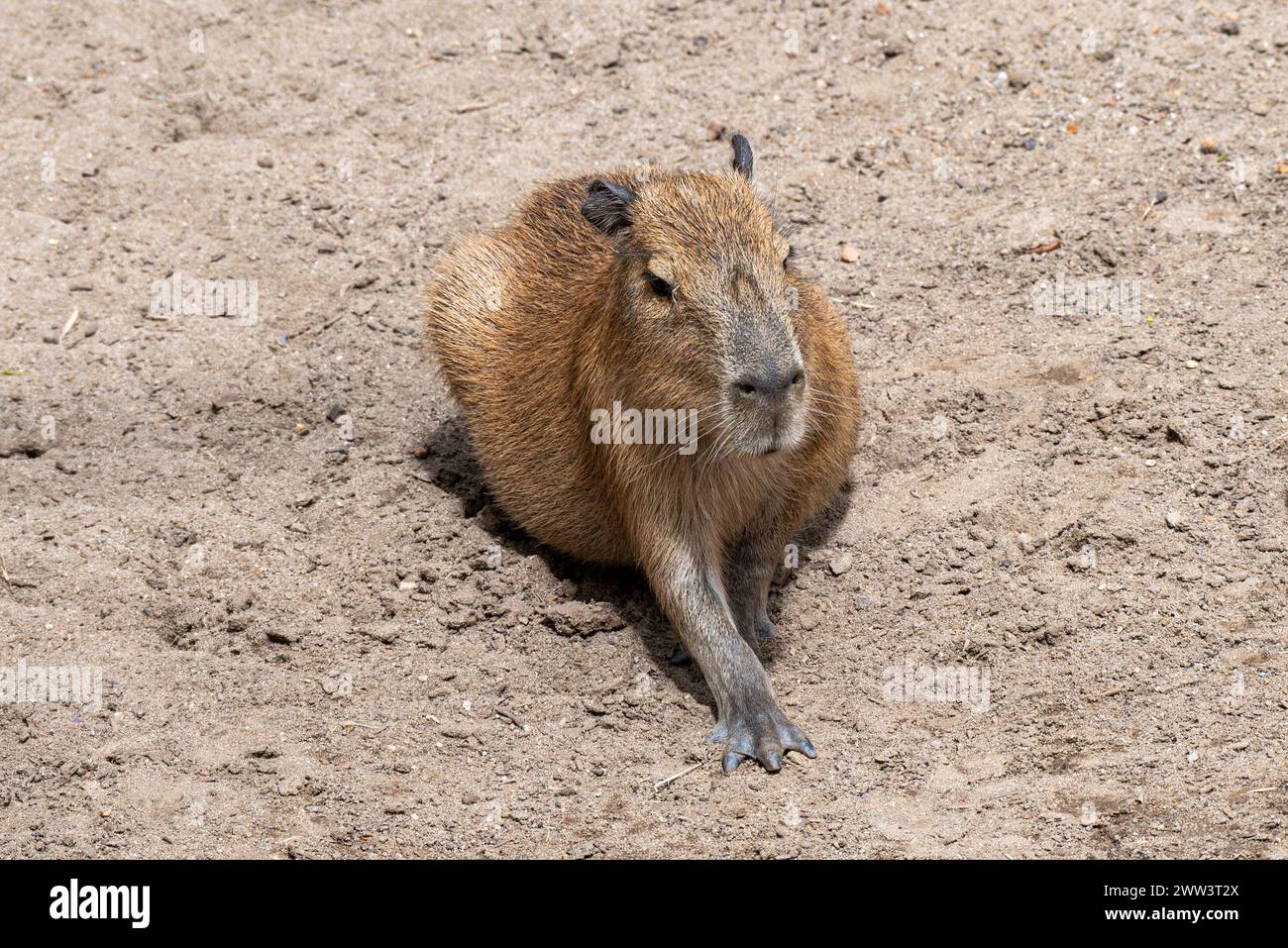 Capybara lounging in the sand, enjoying a well-deserved rest. Stock Photo