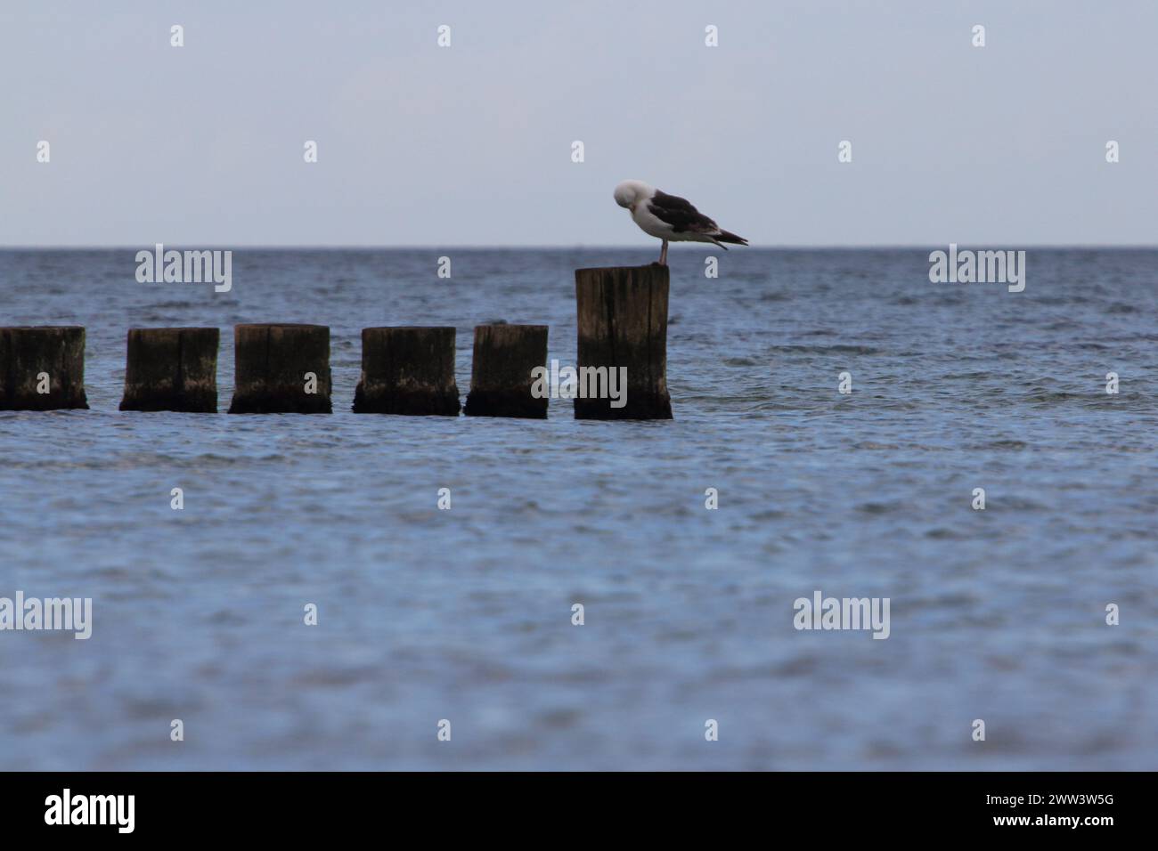 The European herring gull (Larus argentatus) is a large gull. One of ...