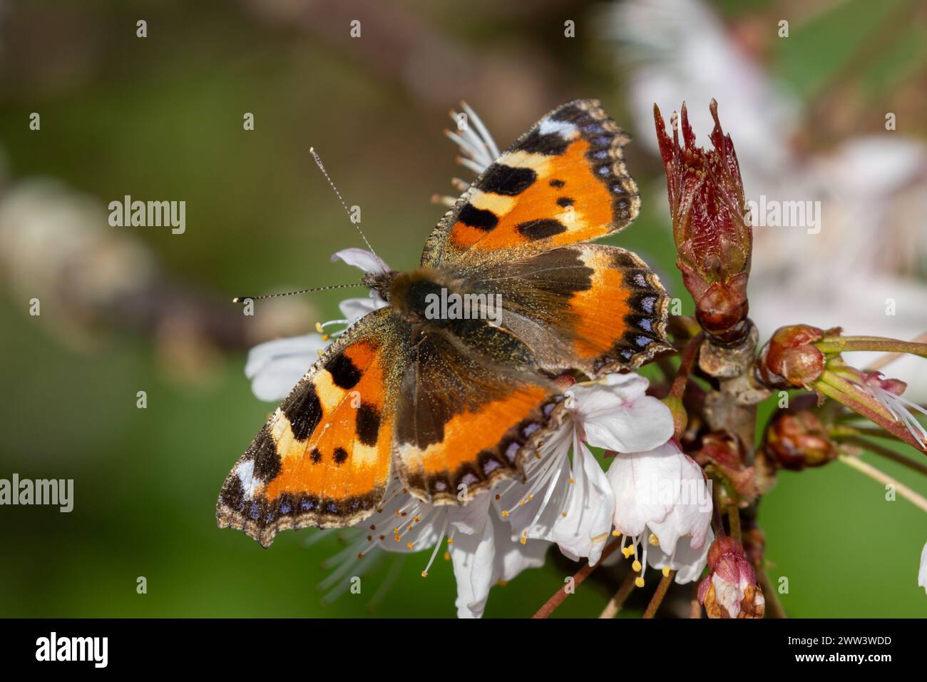 Small tortoiseshell butterfly, Aglais urticae, Sussex, UK Stock Photo