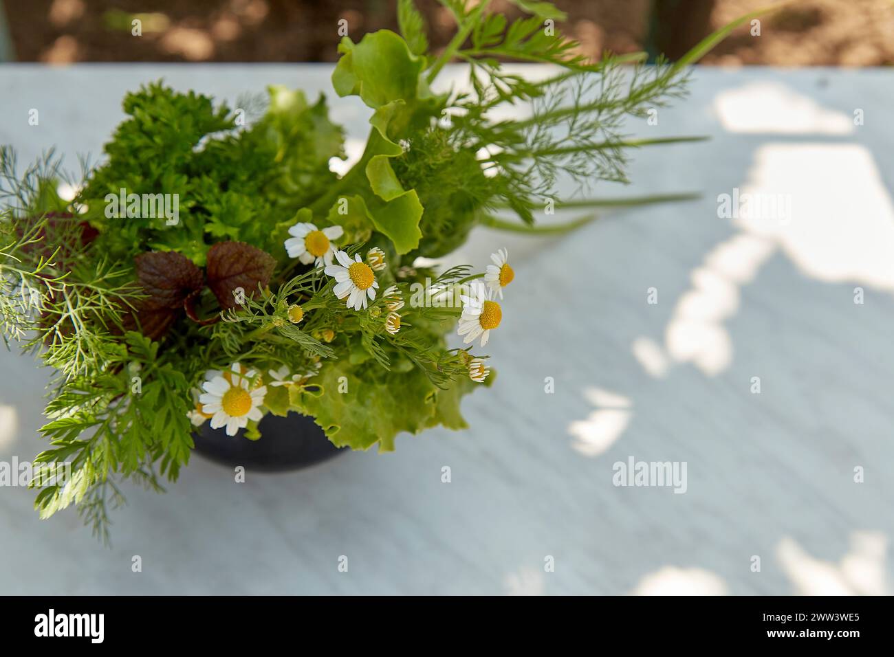 Top view of organic seasonal greens - parsley, dill, basil, lettuce and camomile outside. Copy space Stock Photo