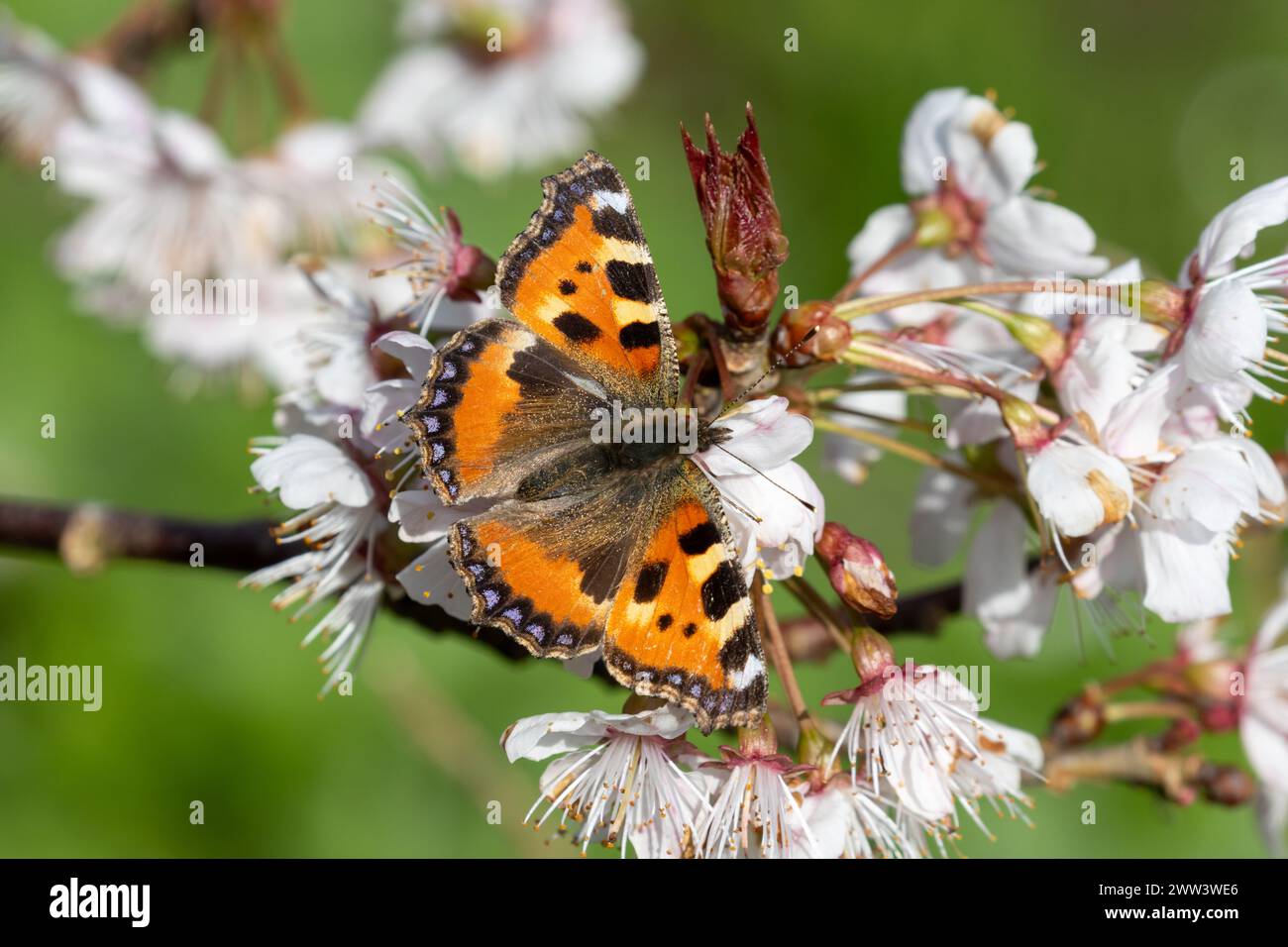 Small tortoiseshell butterfly, Aglais urticae, Sussex, UK Stock Photo