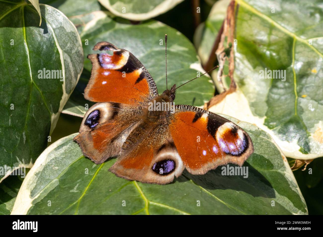 Peacock butterfly, Aglais io, resting on Ivy leaves, Sussex, UK Stock Photo