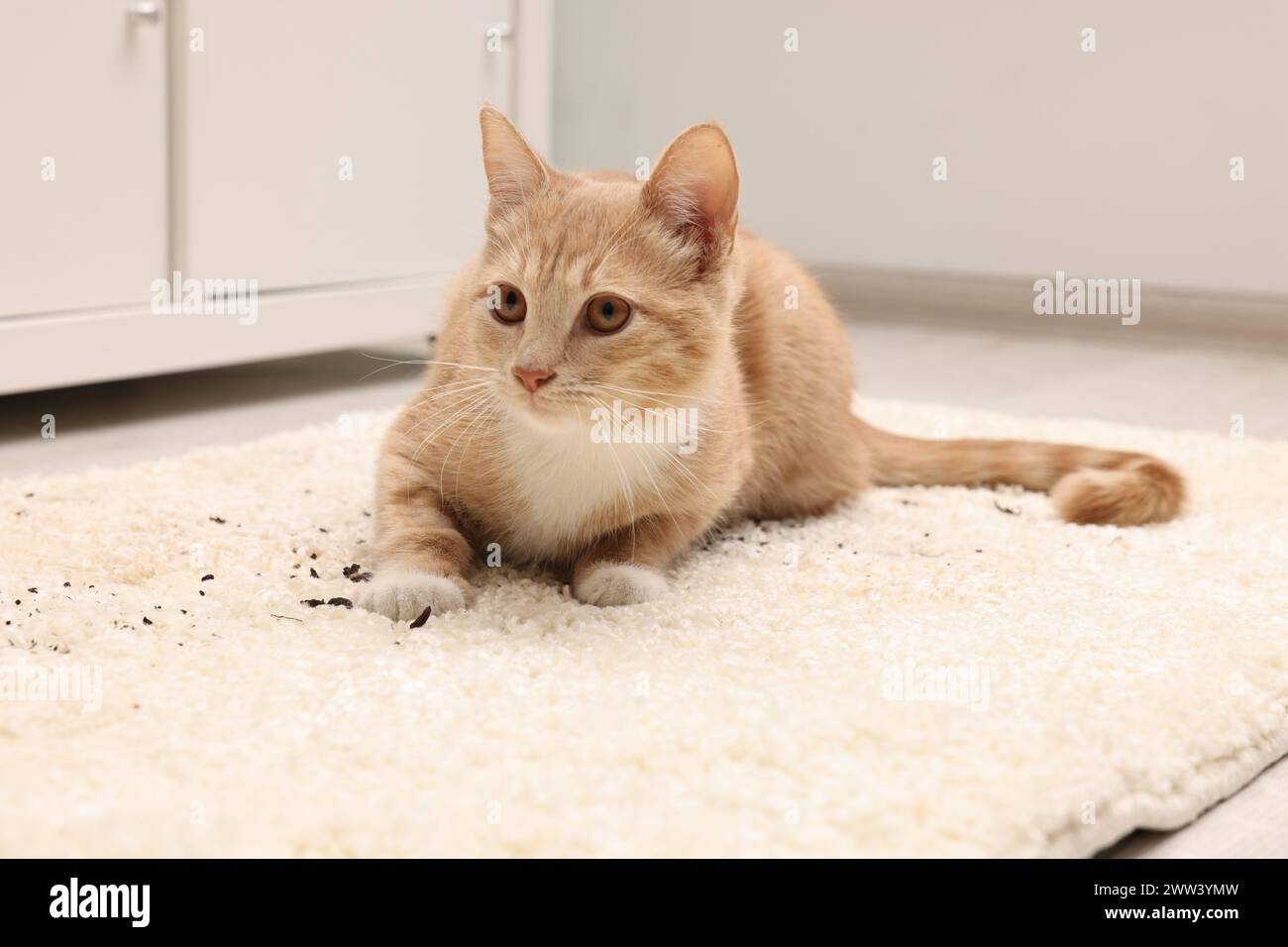 Cute ginger cat on carpet with scattered soil indoors Stock Photo