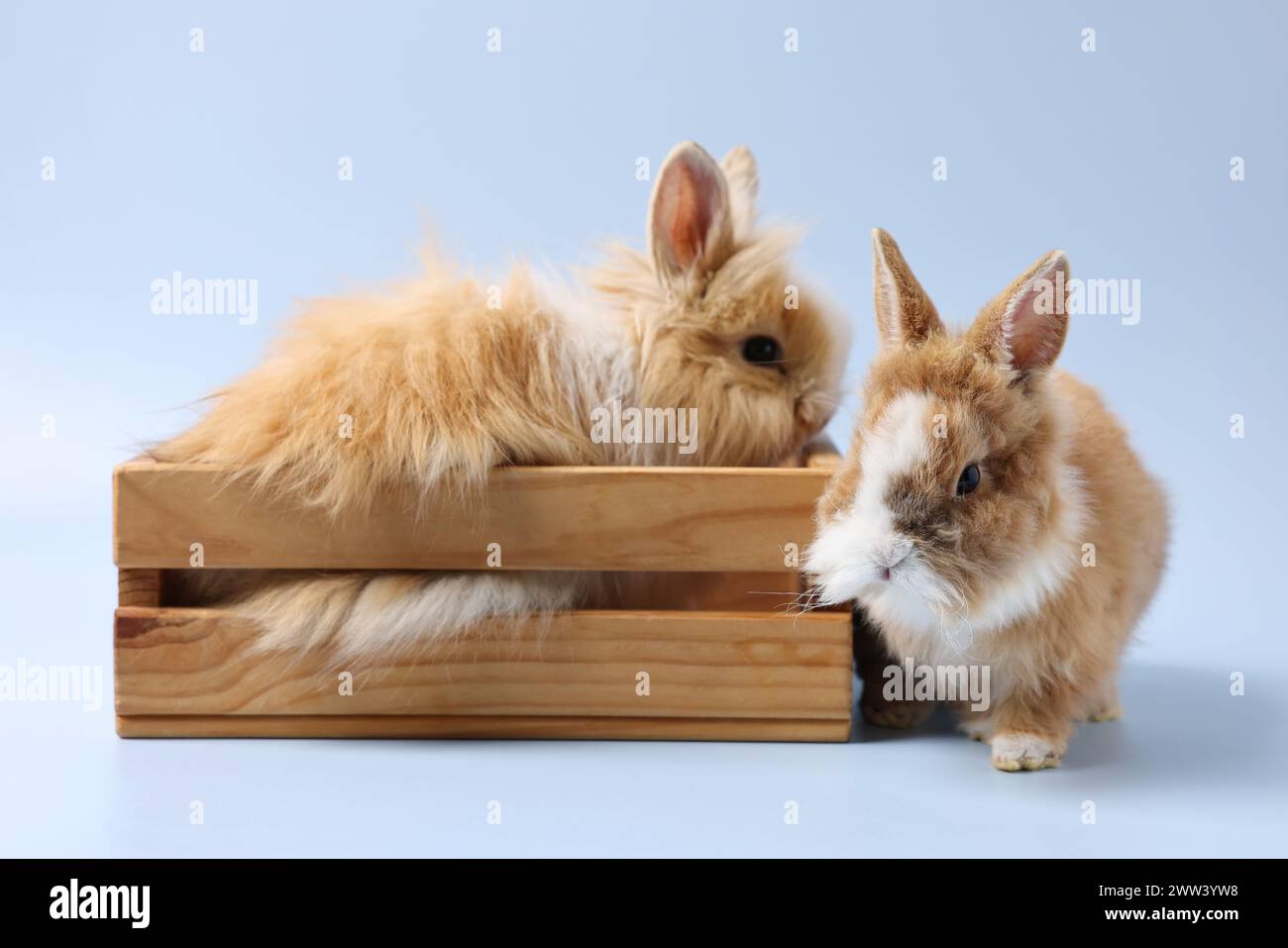 Cute little rabbits on light blue background Stock Photo - Alamy