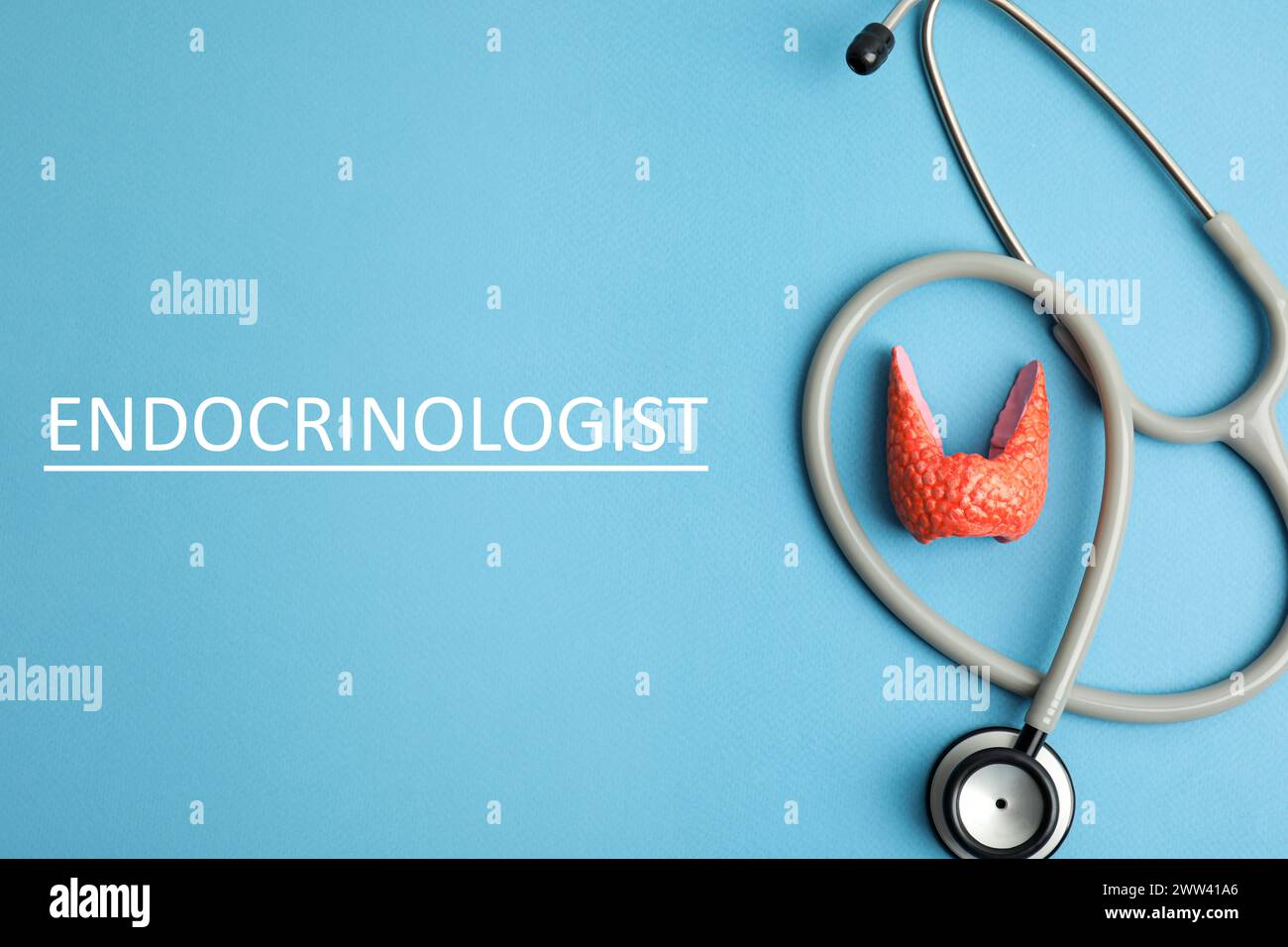 Endocrinologist. Model of thyroid gland and stethoscope on light blue background, top view Stock Photo